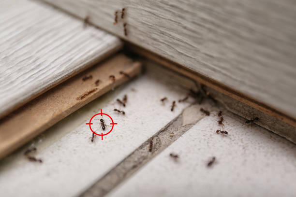 Best Pest Control Near Me in Seville, OH