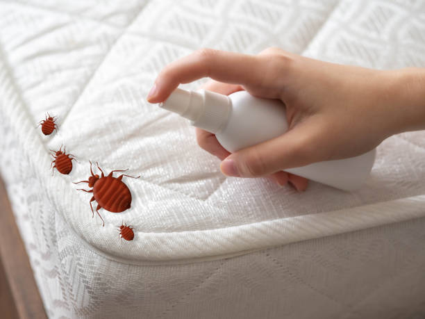 Best Termite Control Services  in Seville, OH