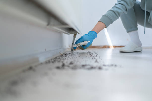Best Wasp Removal Services  in Seville, OH